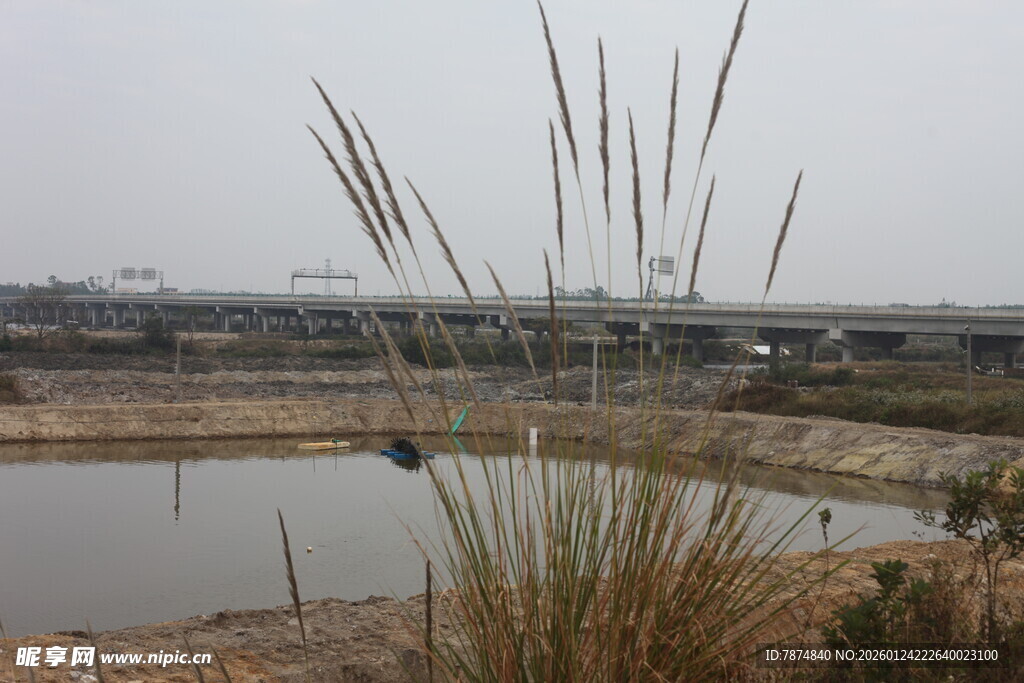 湿地景观中的芦苇与水域