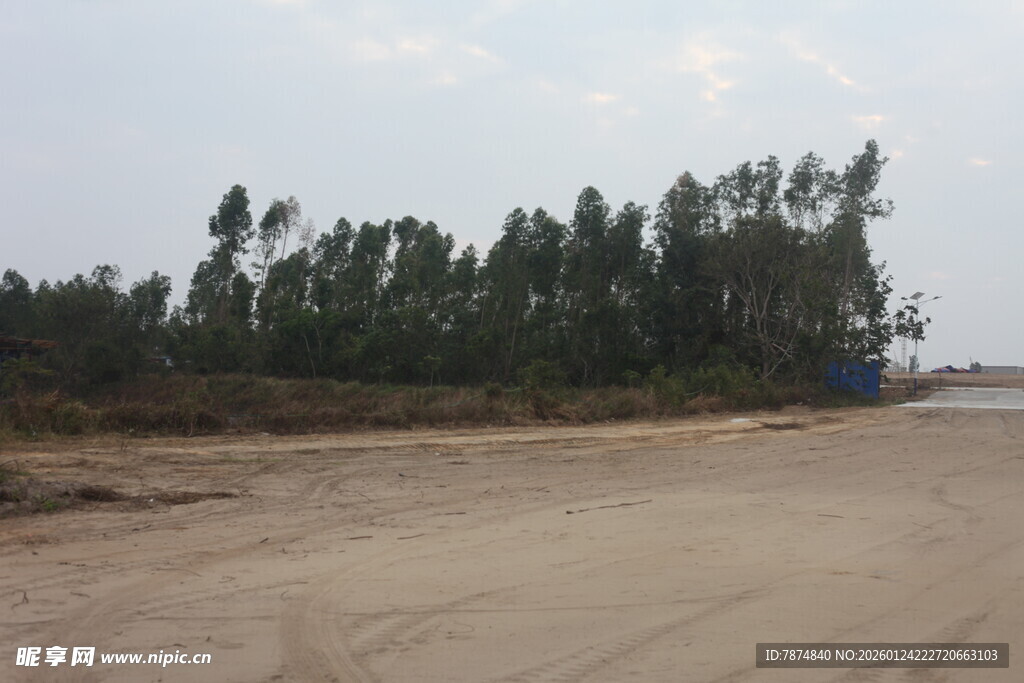 空旷土路旁的茂密树林