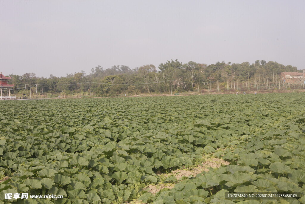 绿意盎然的广阔农田