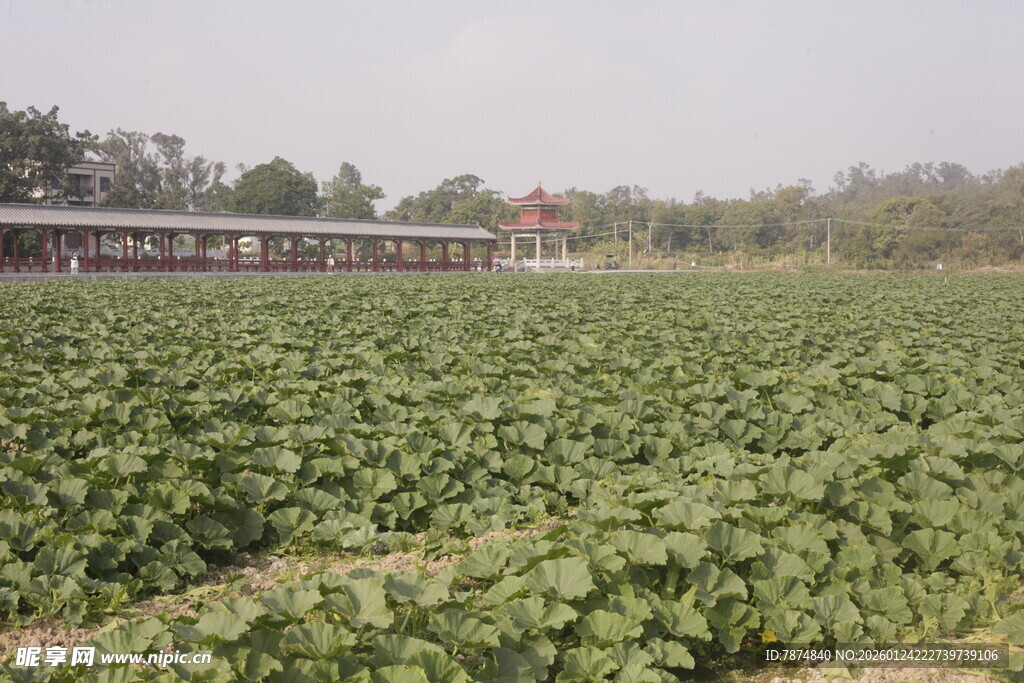 绿色农田 作物茂盛生长