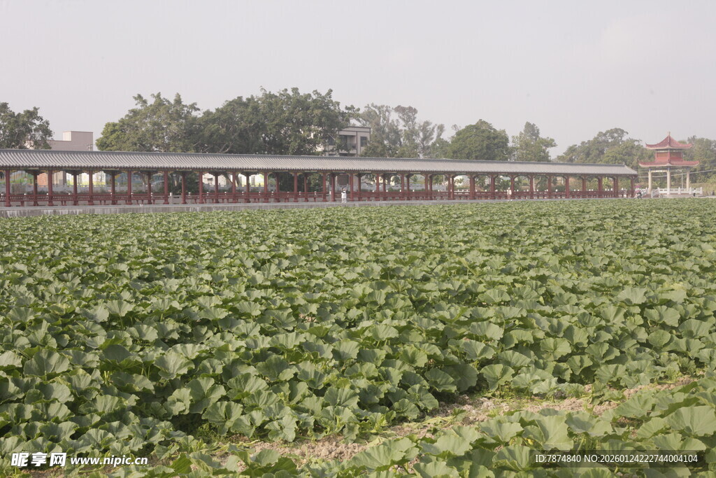 田野中的列车穿行景象