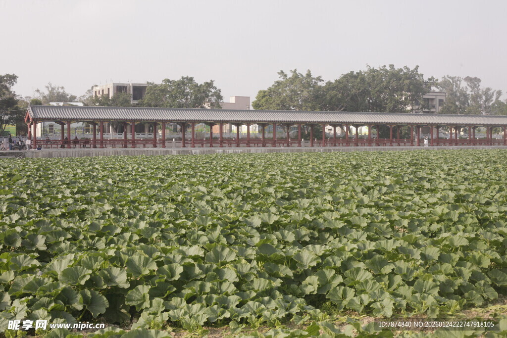 荷塘边的建筑景观