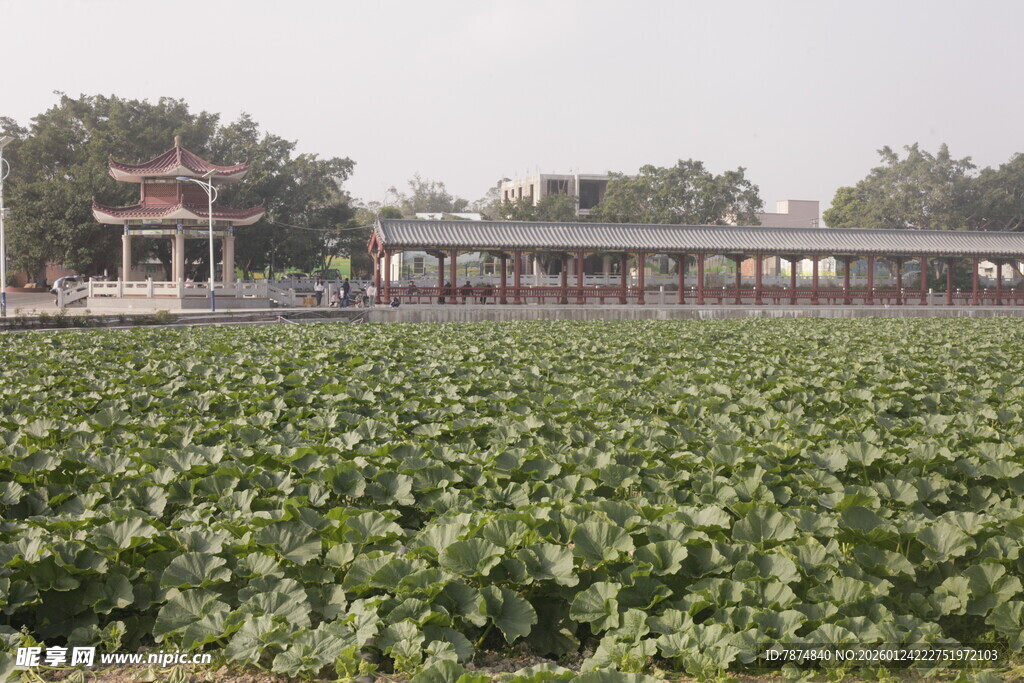 荷塘美景与亭台相映
