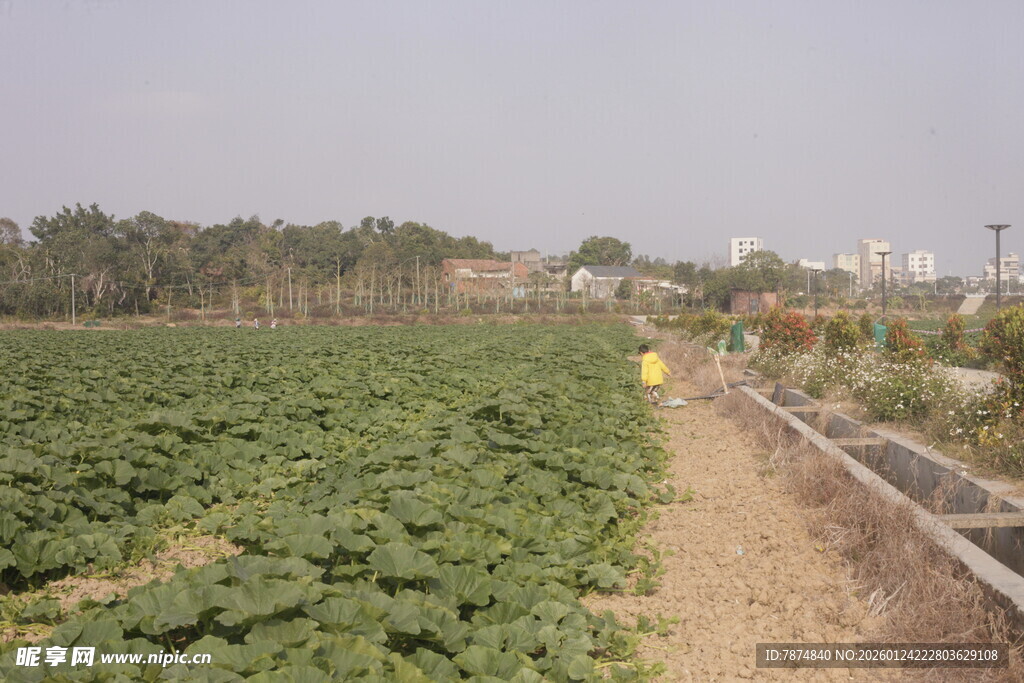 田园草莓种植地景观