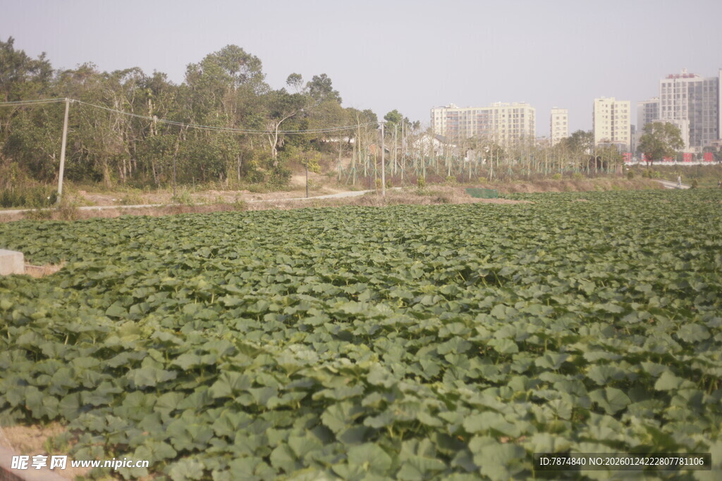 大片荷塘绿意盎然