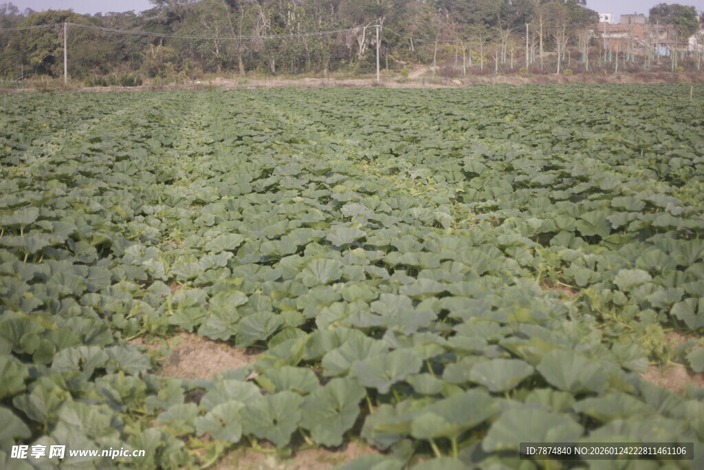 绿色蔬菜种植农田景观