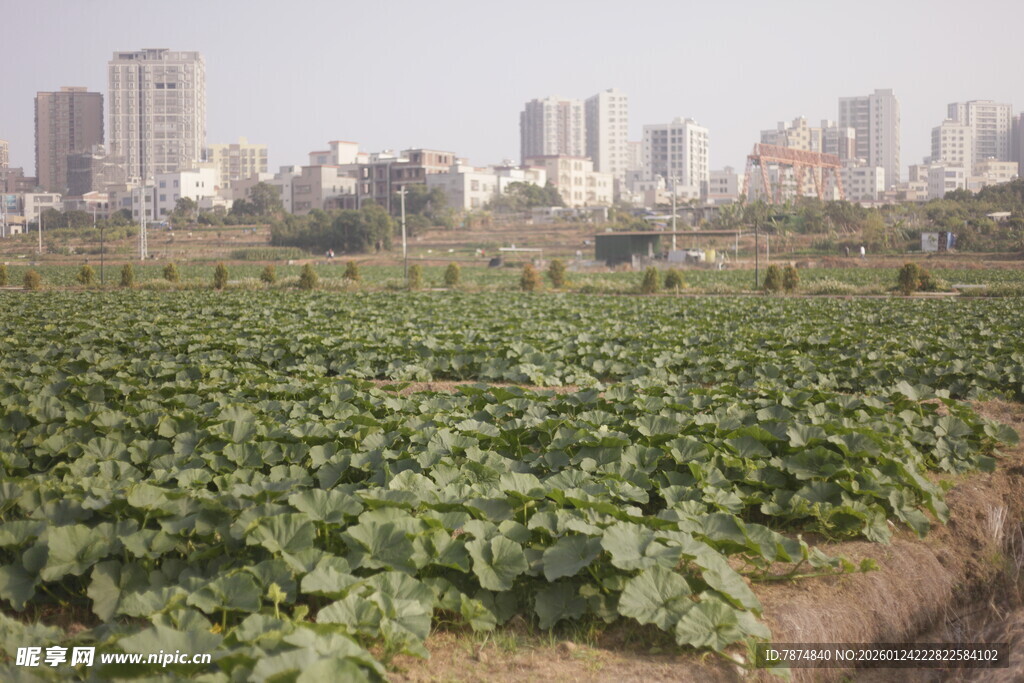 城郊农田与远处高楼景观