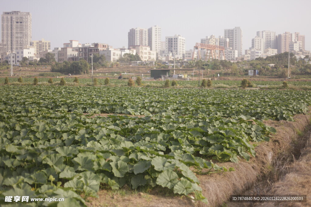 城市边的绿色农田景观