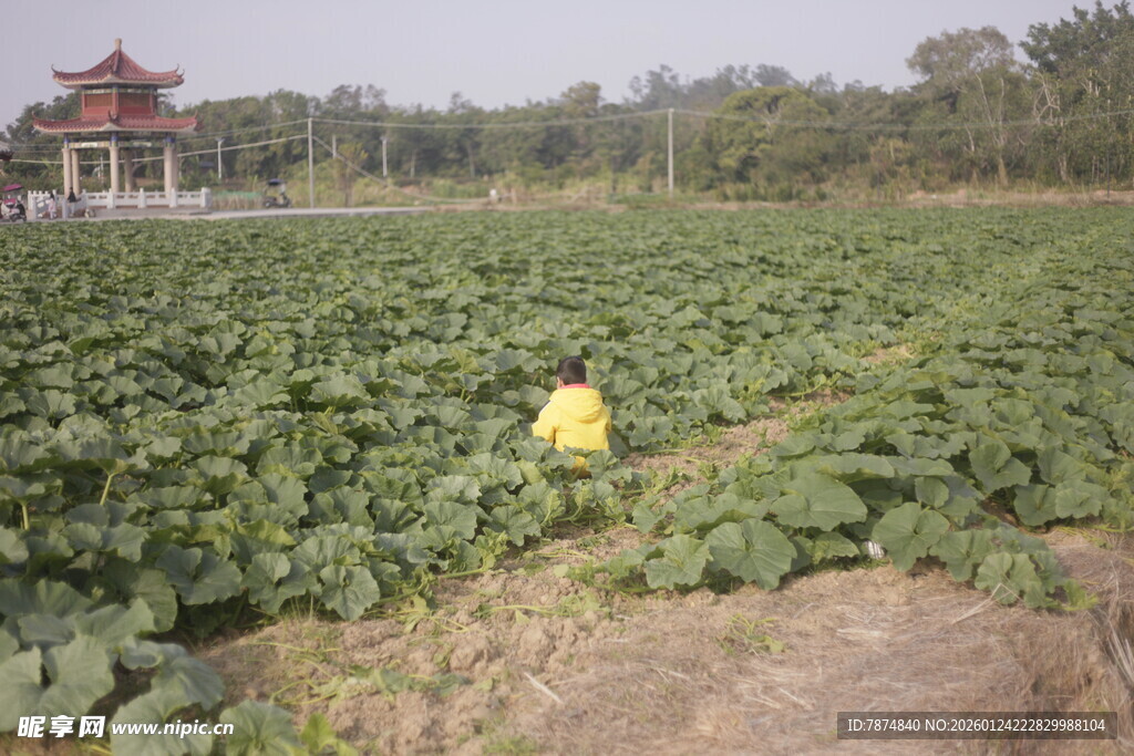 农田中劳作的黄色身影