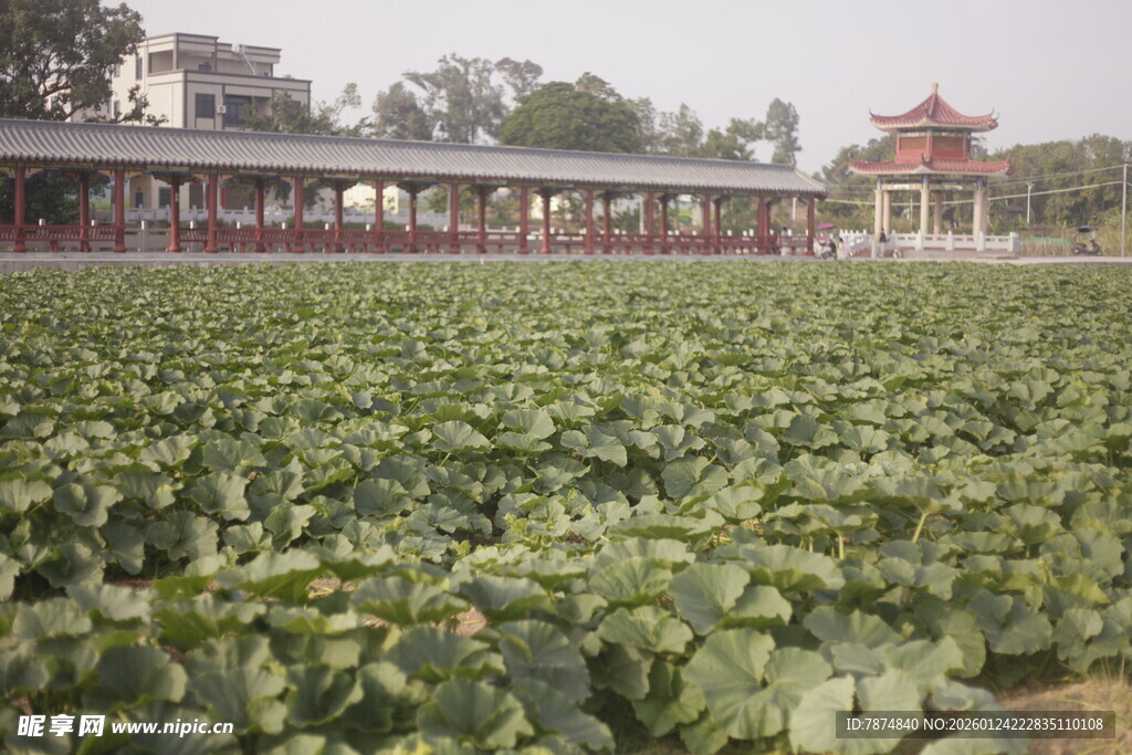 荷塘美景中的中式建筑