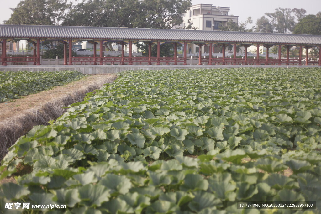 田园风光中的大片绿色植物