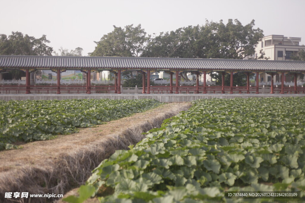 田园风光中的农舍与农田