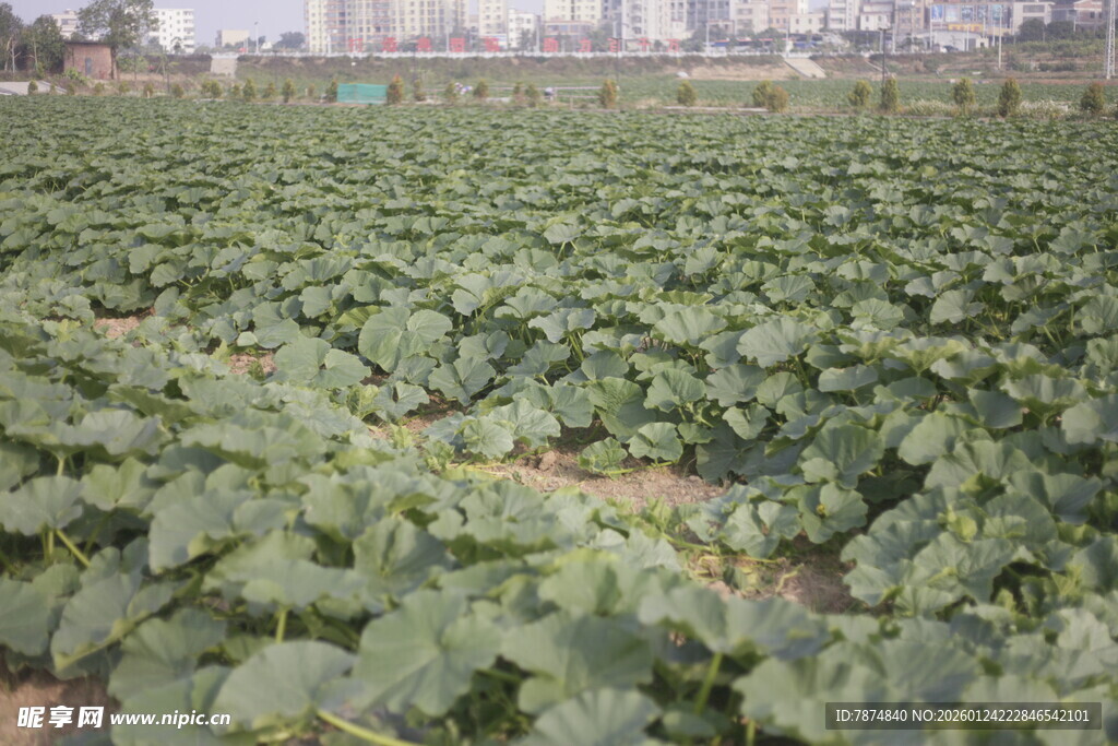 绿色蔬菜种植农田