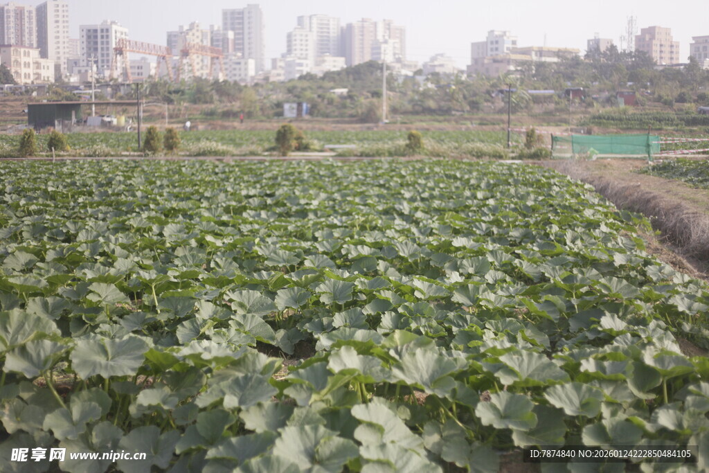 田园蔬菜种植景观
