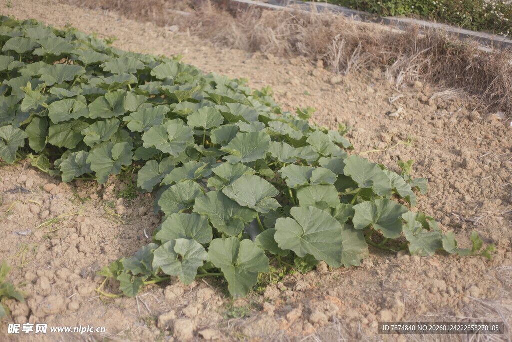 田间绿叶蔬菜种植景象