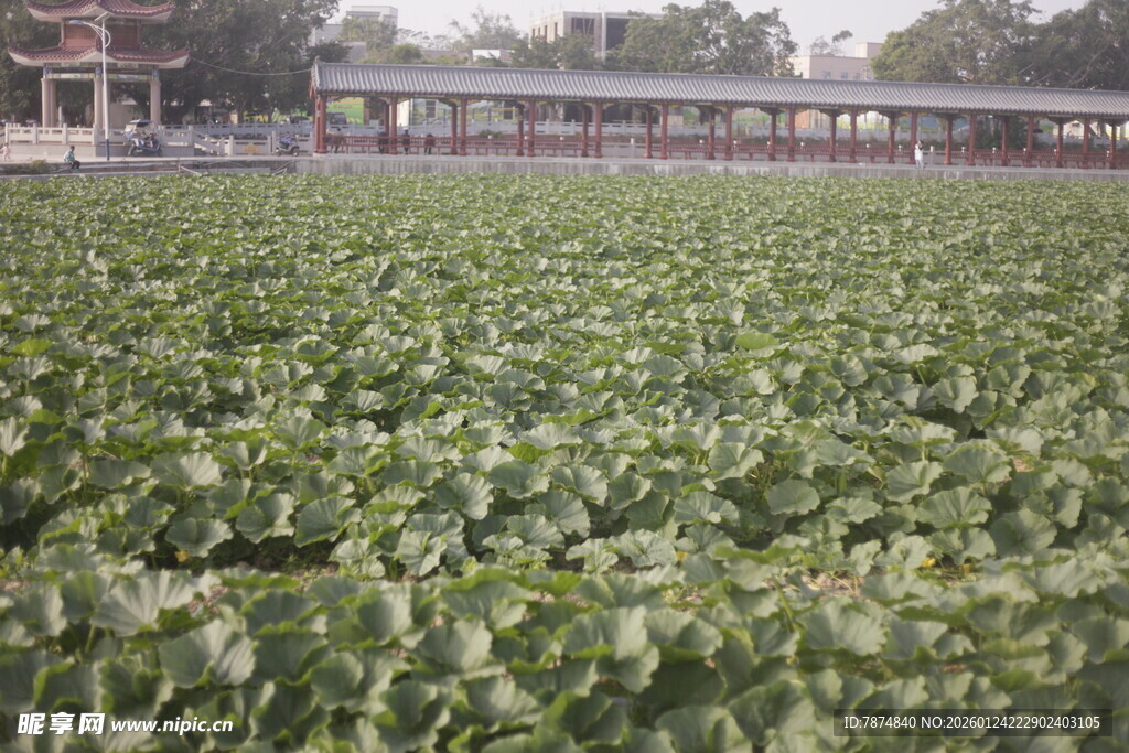 翠绿荷塘 生机盎然的景致