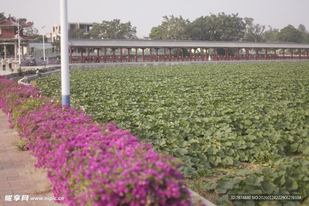繁花相伴的绿色农田景观