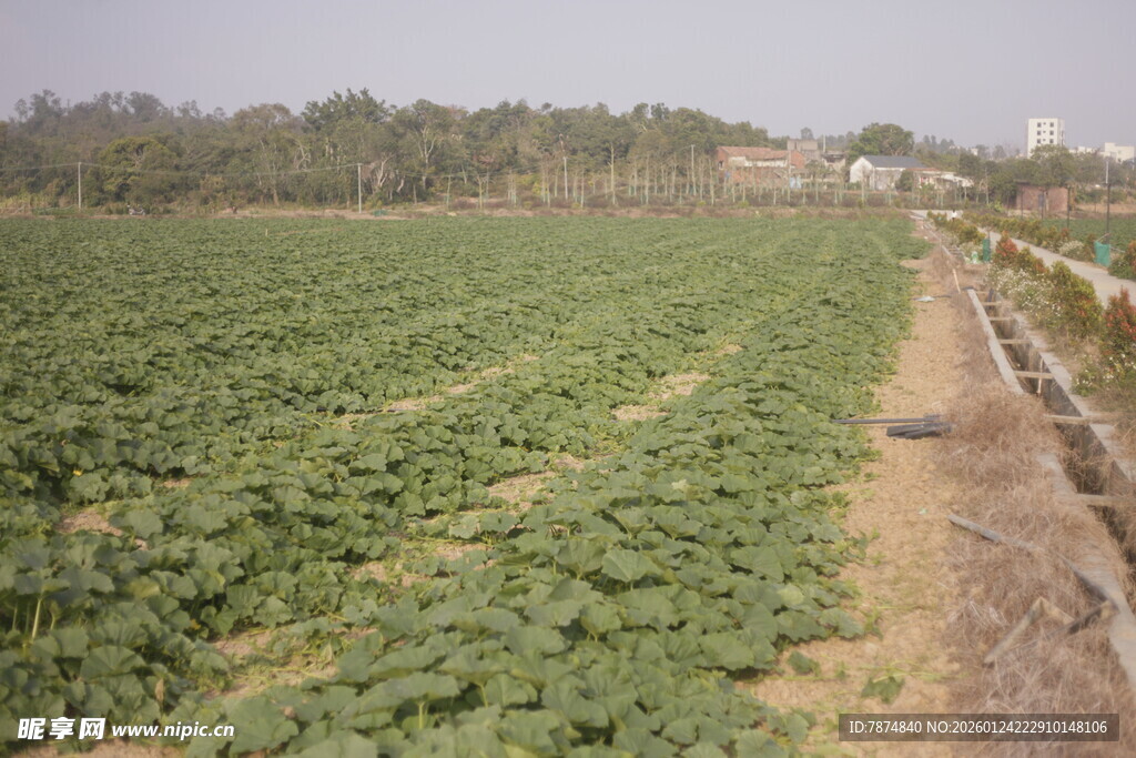 广袤农田绿意盎然