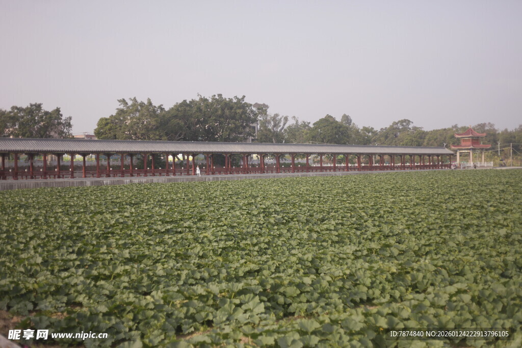 荷塘边的古老建筑景观