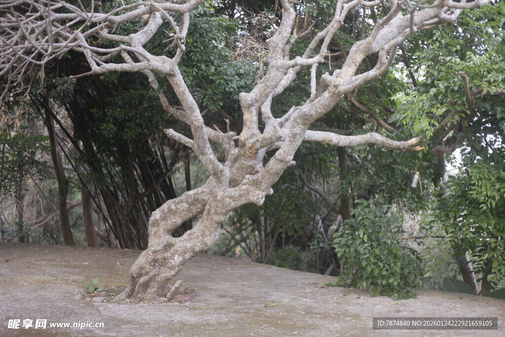 扭曲枯树展现独特生命力