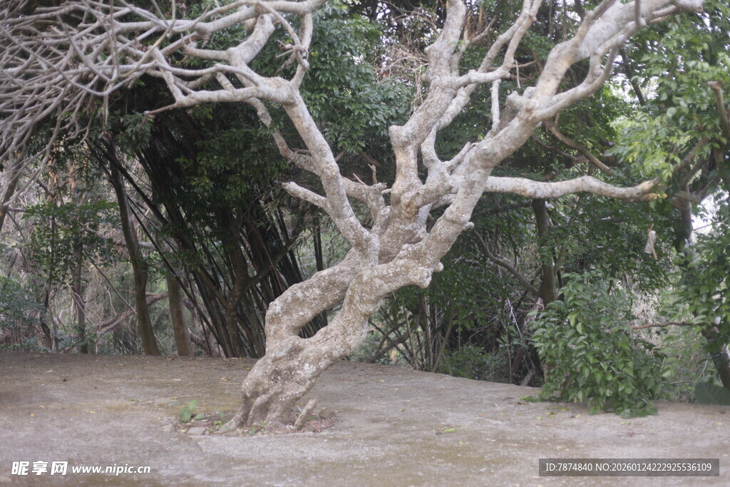 扭曲枯树展现独特自然美
