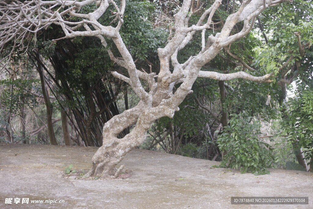 扭曲枯树 自然独特景观