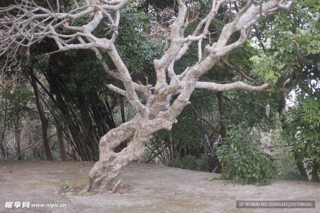 扭曲枯树 尽显自然沧桑
