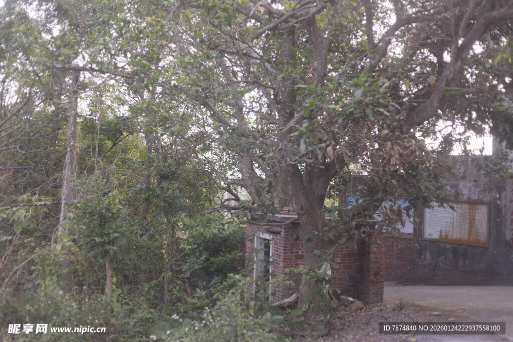 乡村路旁繁茂树木与小屋