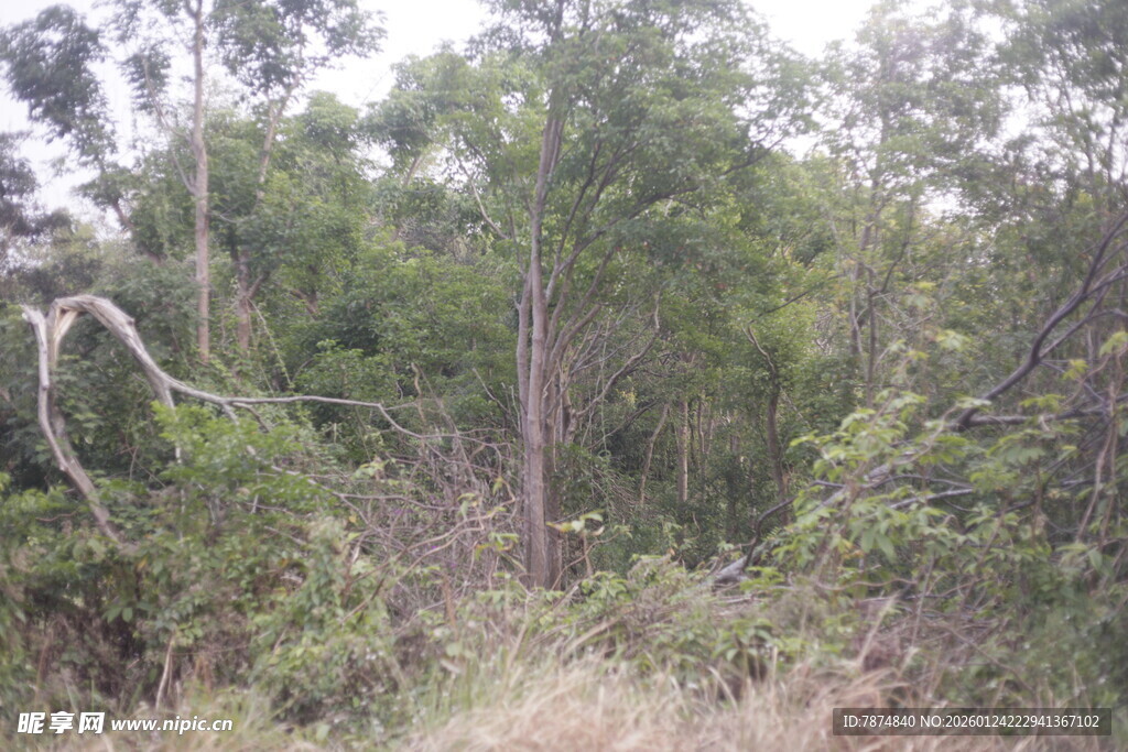 野外茂密树林景象