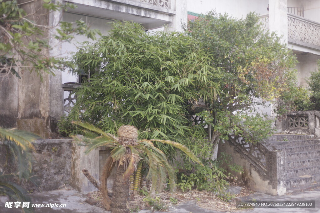 老旧建筑旁繁茂绿植景观