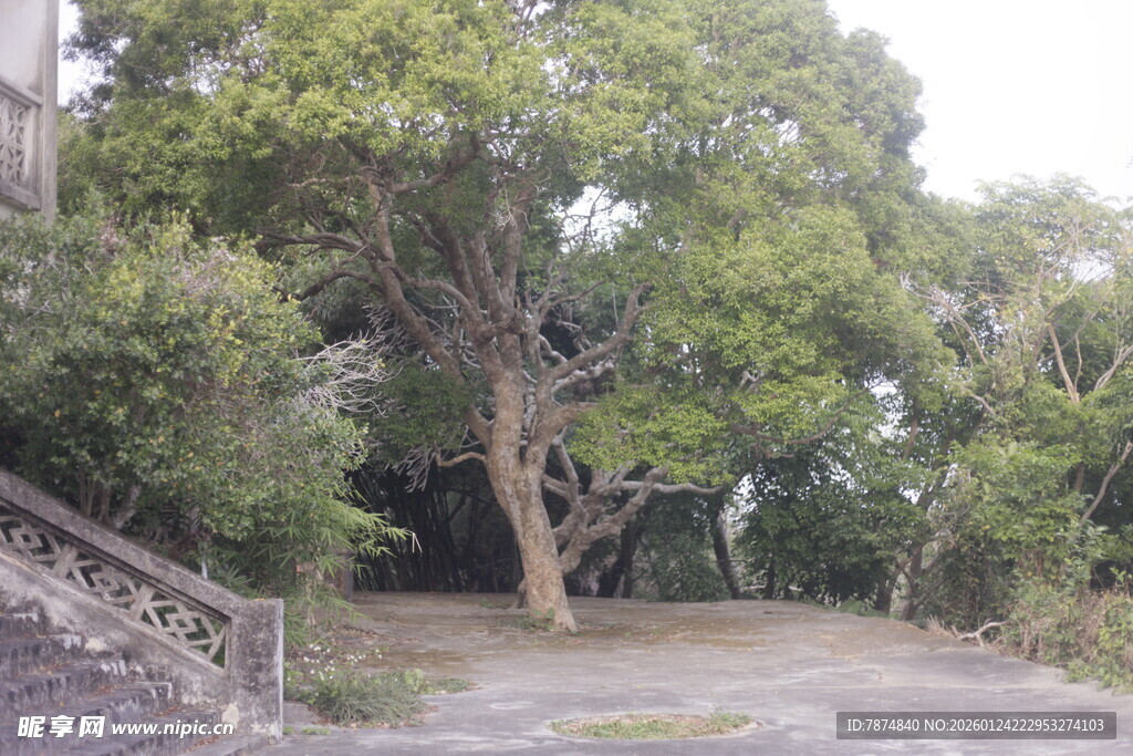林间小道旁的葱郁树木