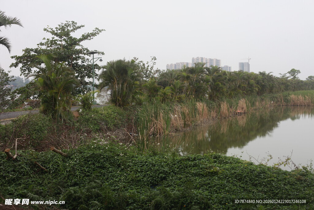 湖畔绿植景观