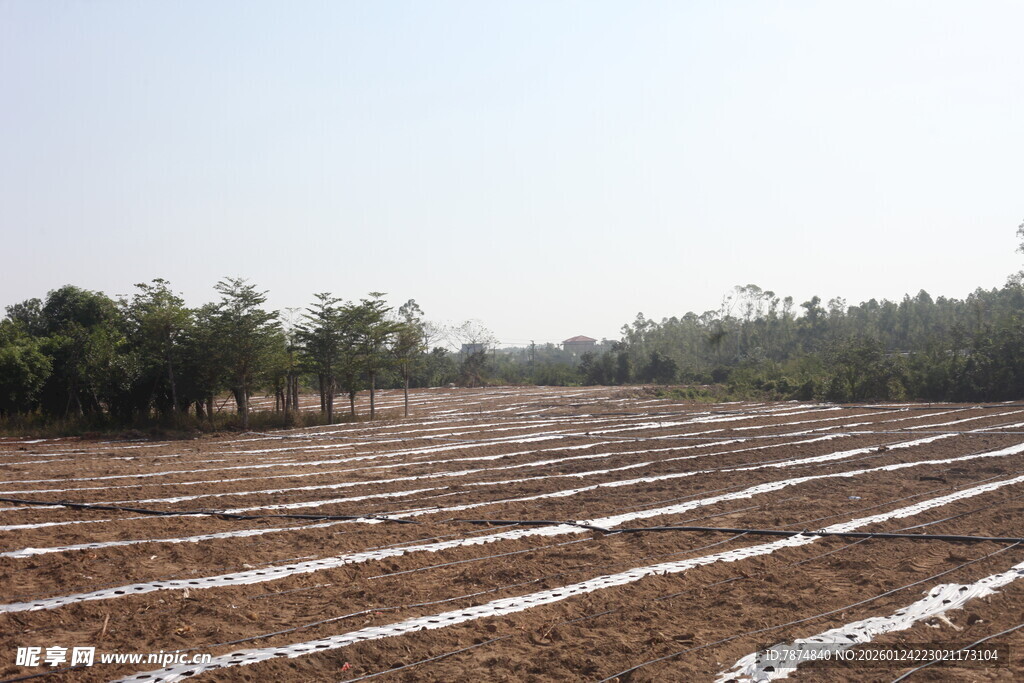农田覆膜景象