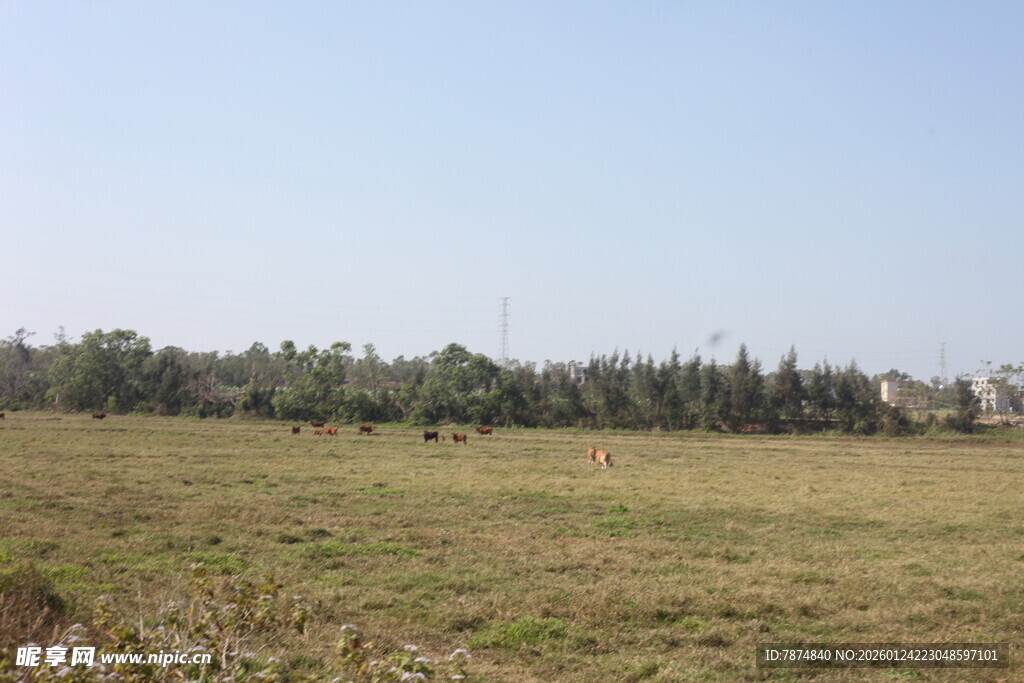 广袤田野与远处树林景观