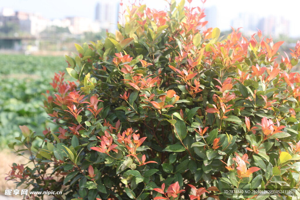 色彩斑斓的红叶灌木