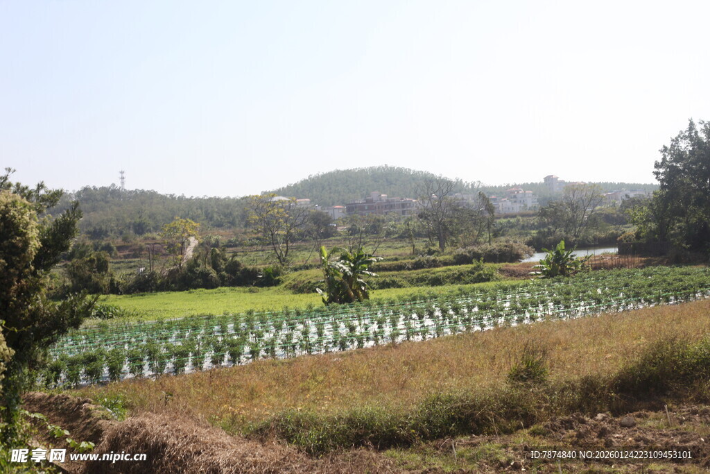 田园风光中的绿色农田
