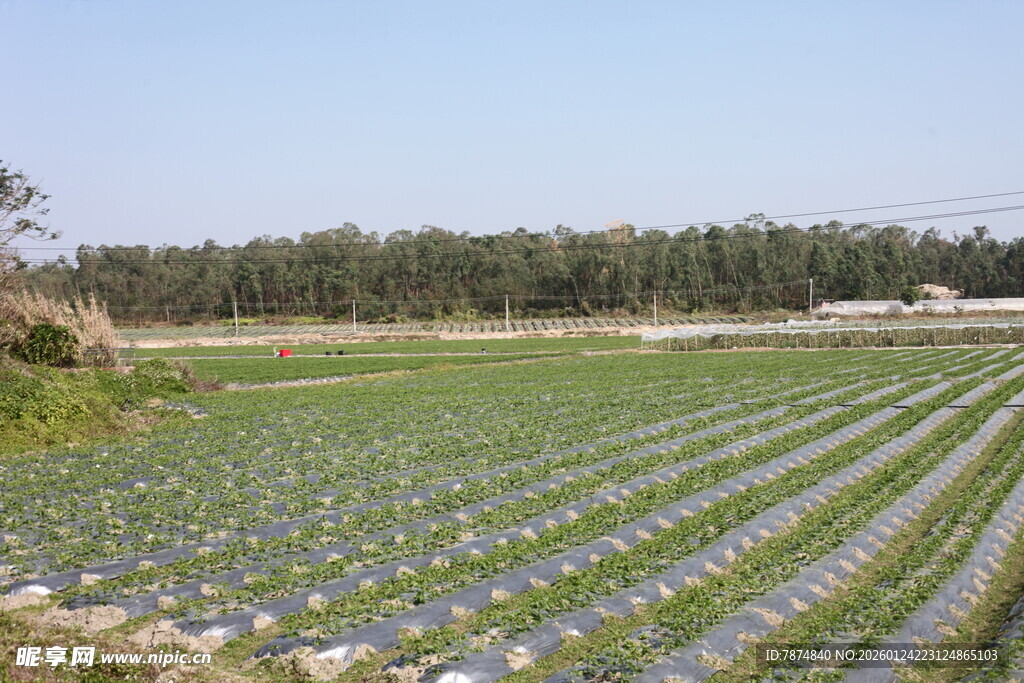 广袤农田绿意盎然
