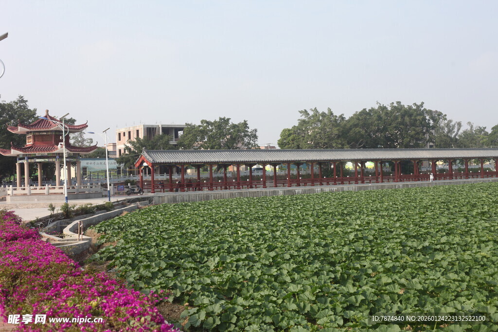 田园花海旁的特色建筑