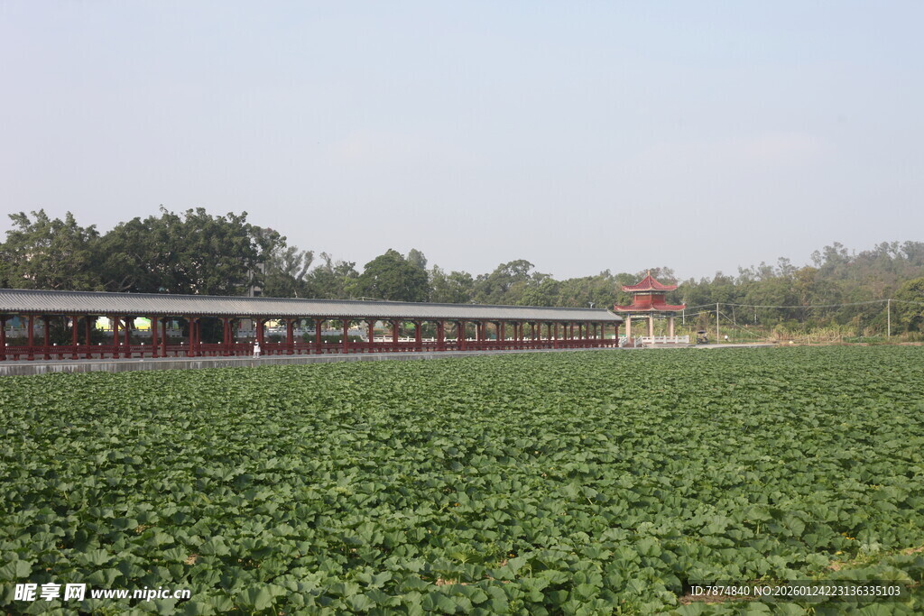 田园风光中的大片绿色农田