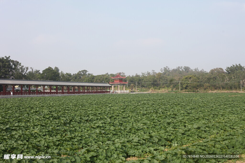 绿色农田与远处建筑景观