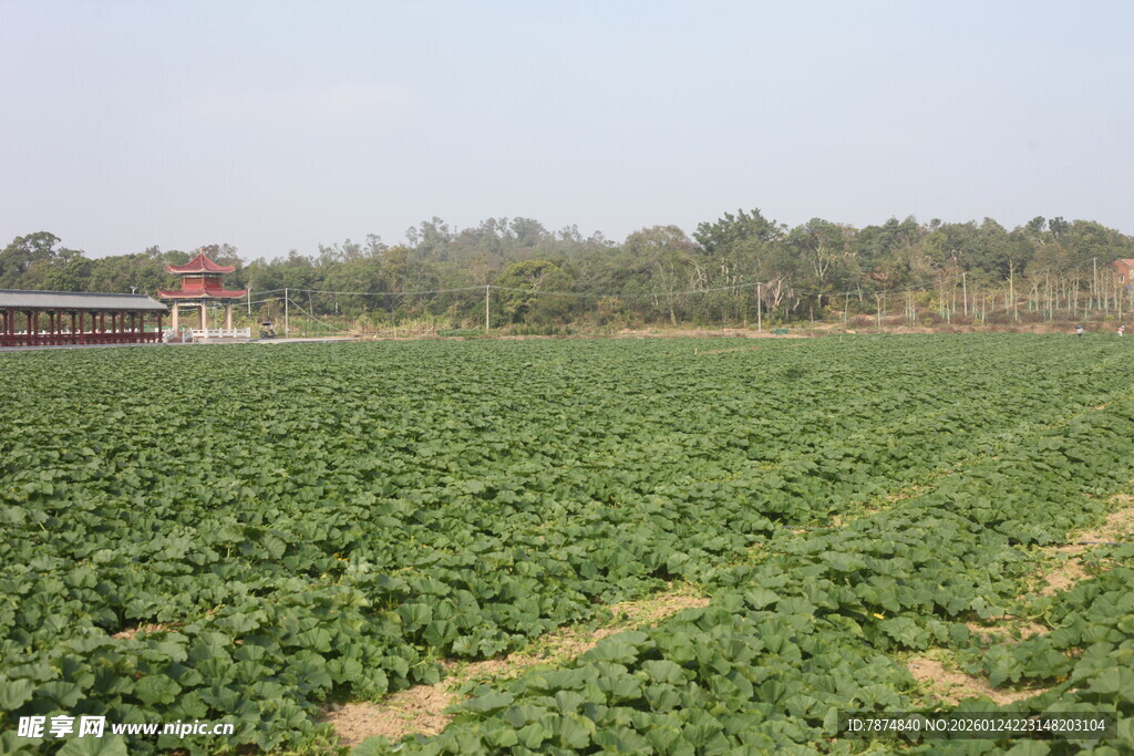 广袤农田绿意盎然