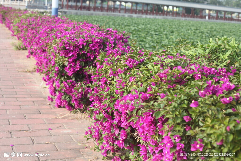 路边绽放的艳丽三角梅