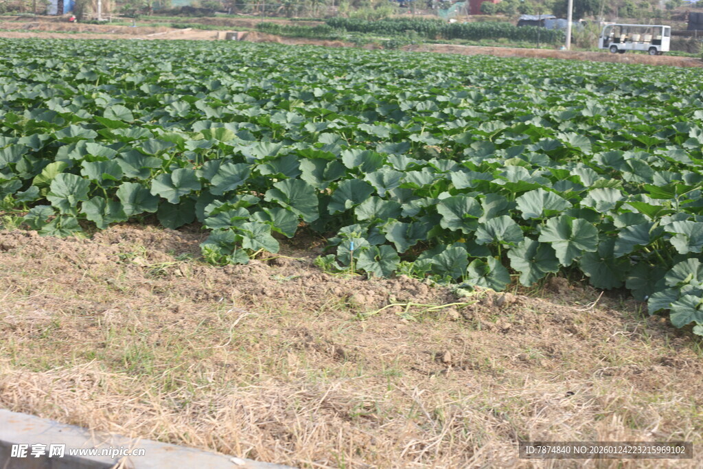 农田中的绿色作物景观