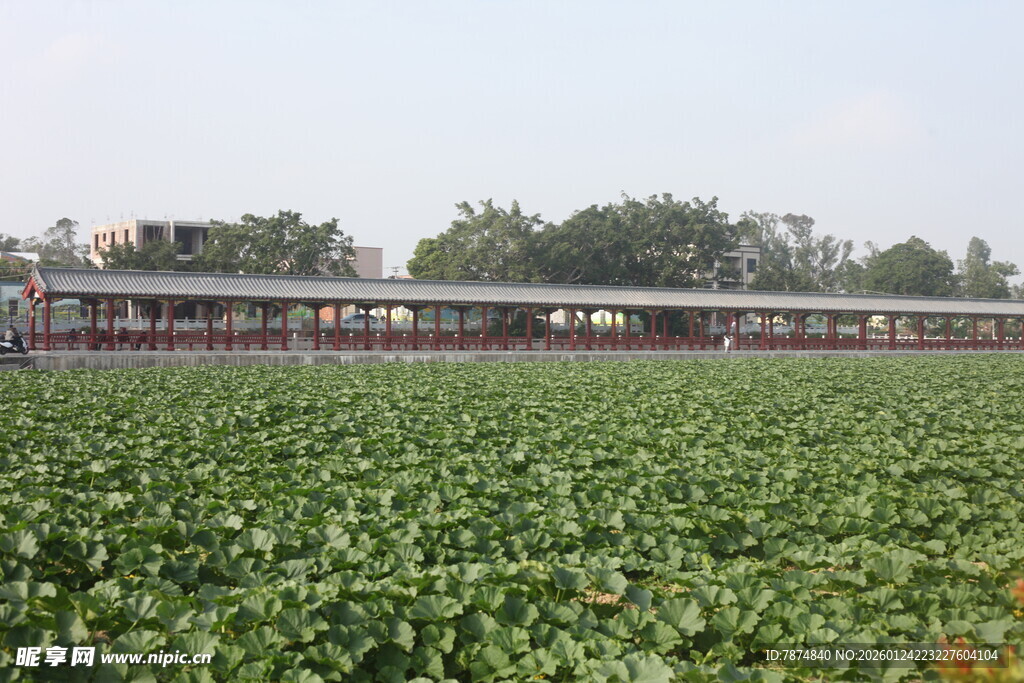 田园风光中的大片绿色植物