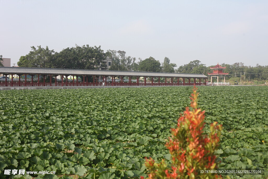 田野中的绿植与远处建筑