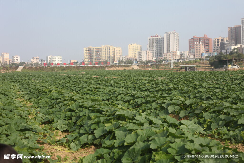 城市边的农田风光