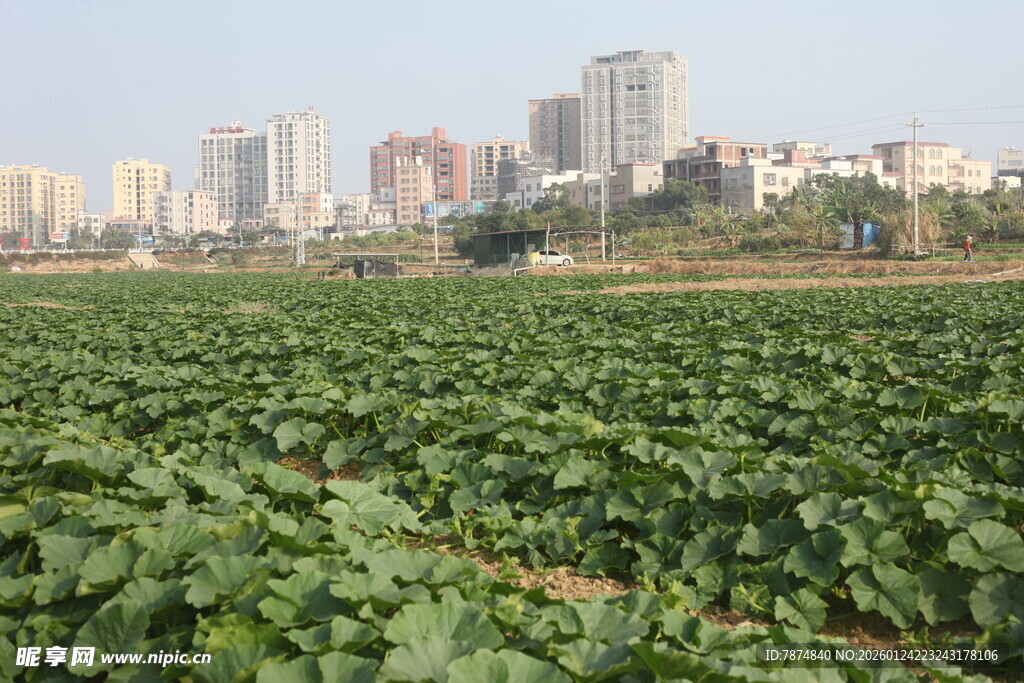 城市边的翠绿农田