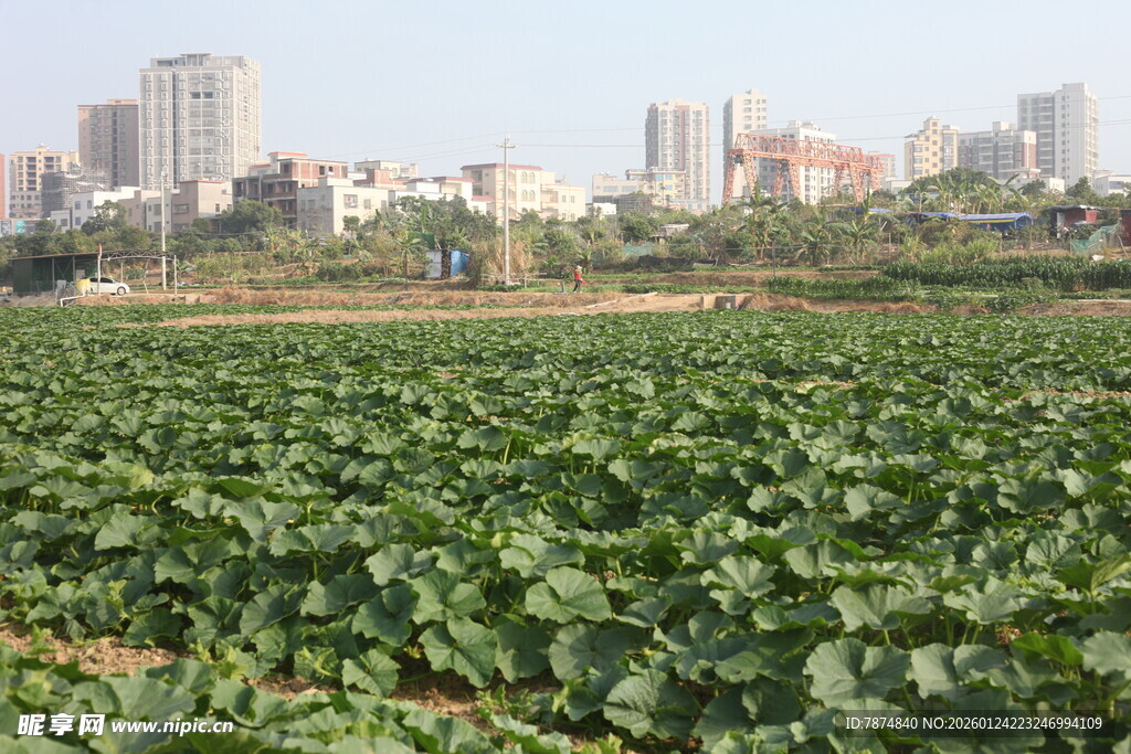 城市边的绿色农田
