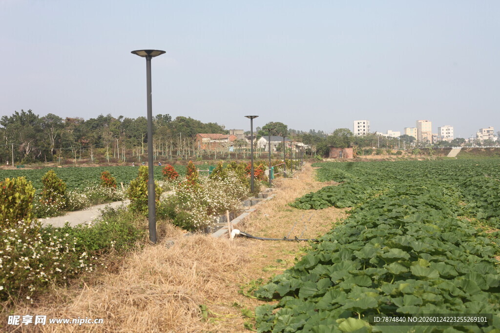 田园风光中的农田与路灯