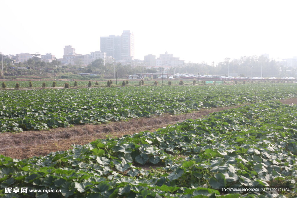 城郊农田 城市背景下的绿意